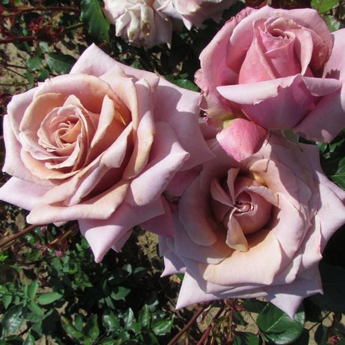 Lilás - rózsaszín, bronz központtal - Teahibrid virágú - magastörzsű rózsafa- egyenes szárú koronaforma
